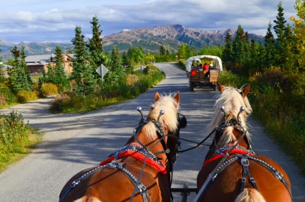 Work and Travel na Aljašce: Práce průvodce na koňském dostavníku
