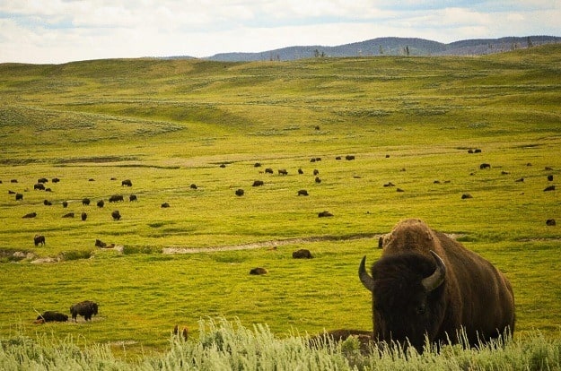 Bison herd, Yellowstone