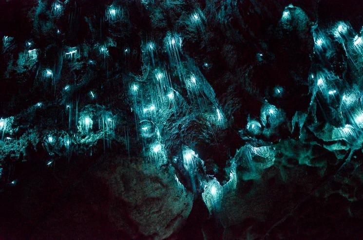 Waipu Caves: Amazing Glow Worm Caves - Practical Information