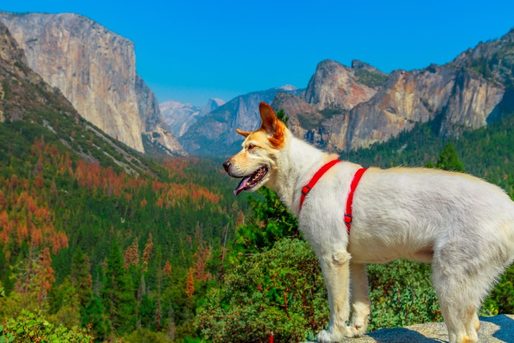 National Parks in the US that Allow Dogs 4